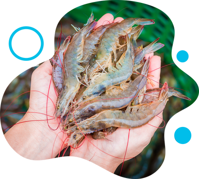 Mãos segurando camarões frescos